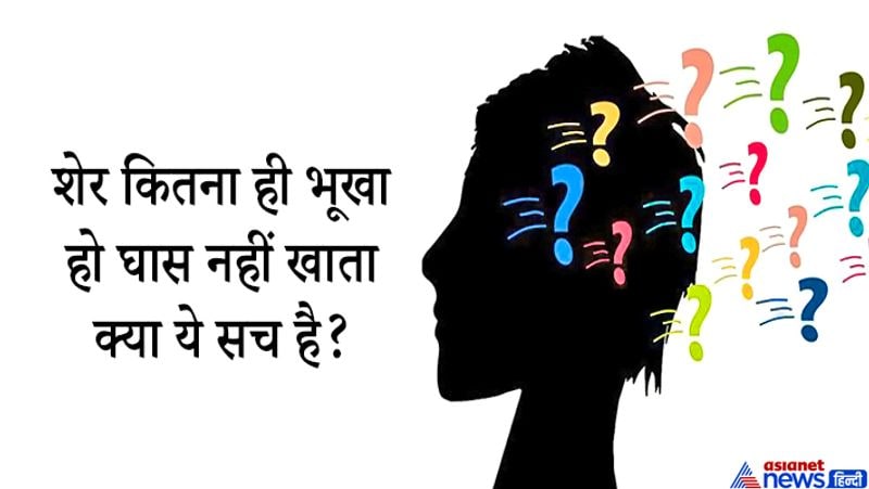 जवाब: गुजरात में शेर के घास खाने का एक वीडयो सामने आया था। ये जमकर वायरल हुआ शेर अपने शिकार के पंख, बाल और हड्डियों को पचाने के लिए घास खाते हैं, ऐसे में ये झूठी बात हो सकती है कि शेर घास नहीं खाते। 
