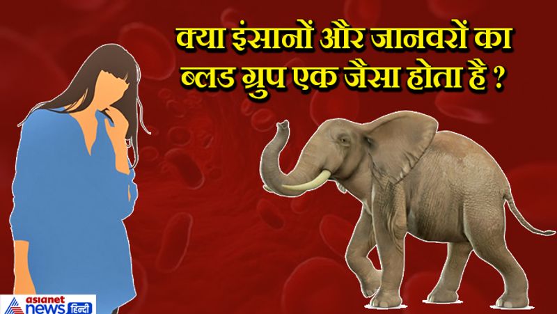 जवाब: इंसानों में 4 मुख्य तरह के ब्लड ग्रुप होते हैं और उसी तरह कुत्ते में 13 तरह के DEA होते हैं। घोड़े में 8 तरह के और बिल्ली में 3 तरह के ऐसे में हम कह सकते हैं कि इंसानों और जानवरों के ब्लड ग्रुप अलग-अलग होते हैं। 