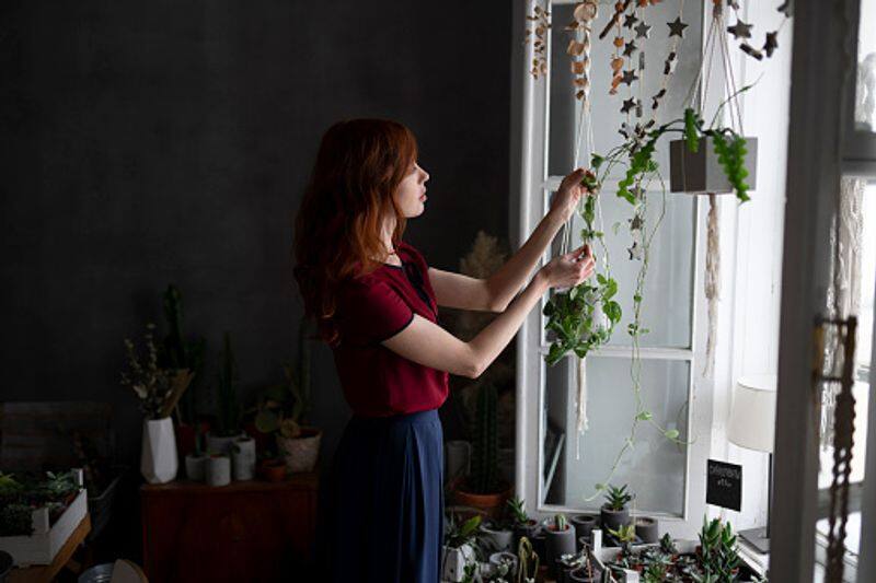 how to care indoor hanging plants