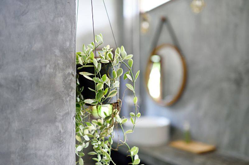 how to care indoor hanging plants