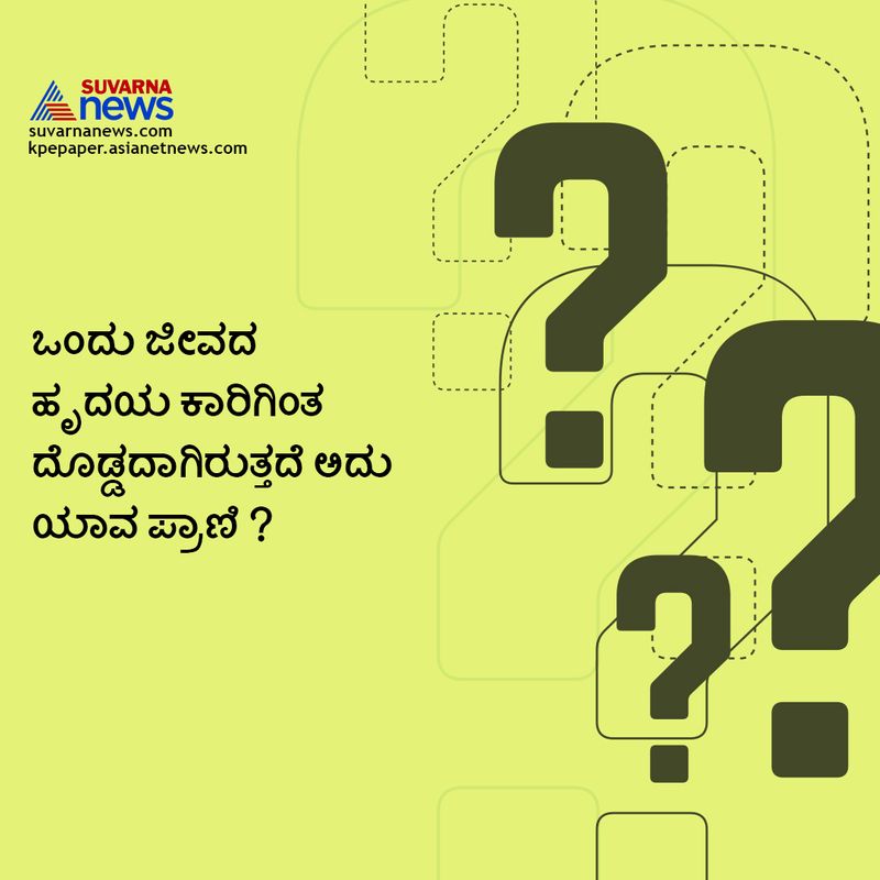 ಉತ್ತರ : ತಿಮಿಂಗಲ