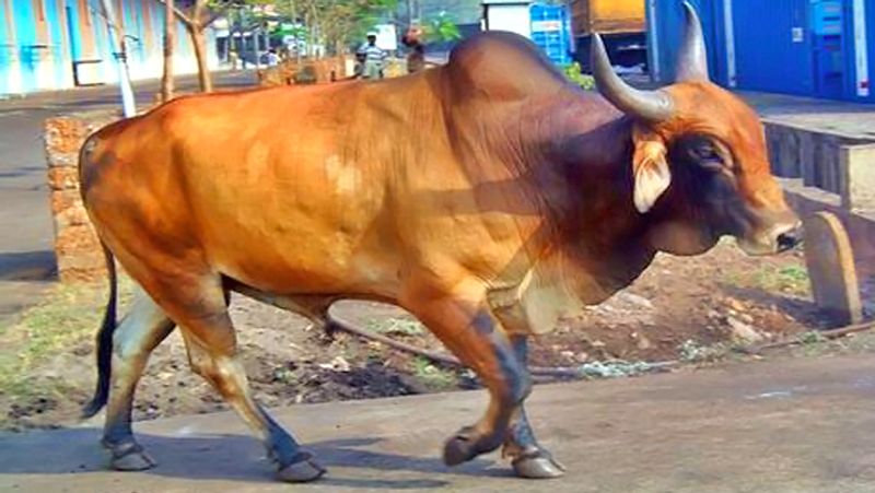 5. सपने में आपके पीछे सांड भाग रहा हो तो समझना चाहिए आपको बहुत ही जल्दी कई परेशानियों का सामना करना पड़ सकता है।
