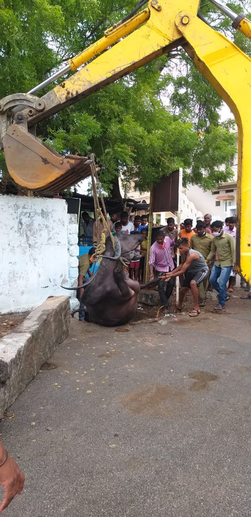 ಲಕ್ಷ್ಮಣ ಗೌಳಿ ಎಂಬುವರಿಗೆ ಸೇರಿದ್ದ ಆರು ವರ್ಷದ ಎಮ್ಮೆ