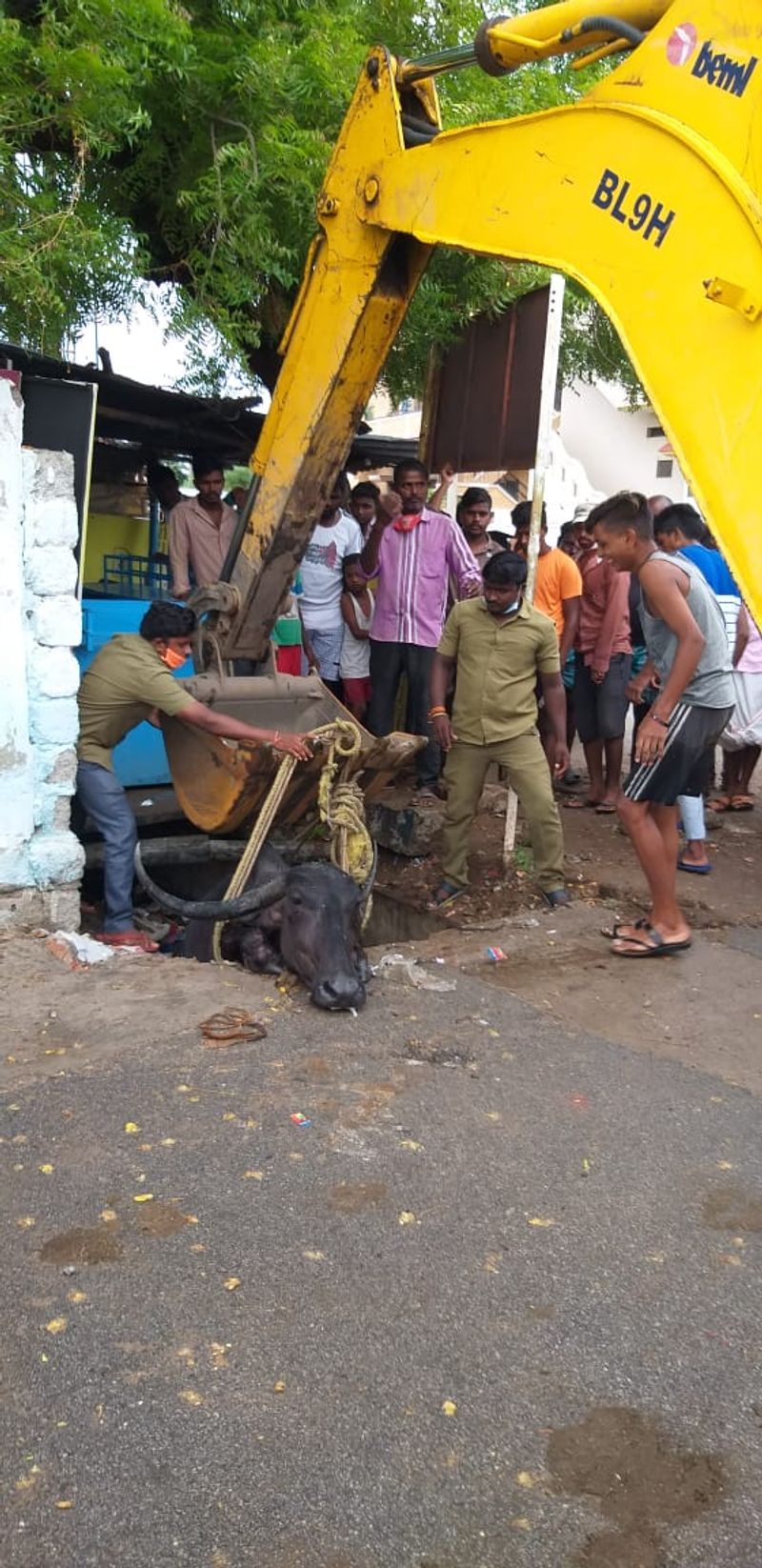 ಆಹಾರ ತಿನ್ನಲು ಹೋಗಿ ದೊಡ್ಡ ಚರಂಡಿಯಲ್ಲಿ ಸಿಲುಕಿದ್ದ ಎಮ್ಮೆ