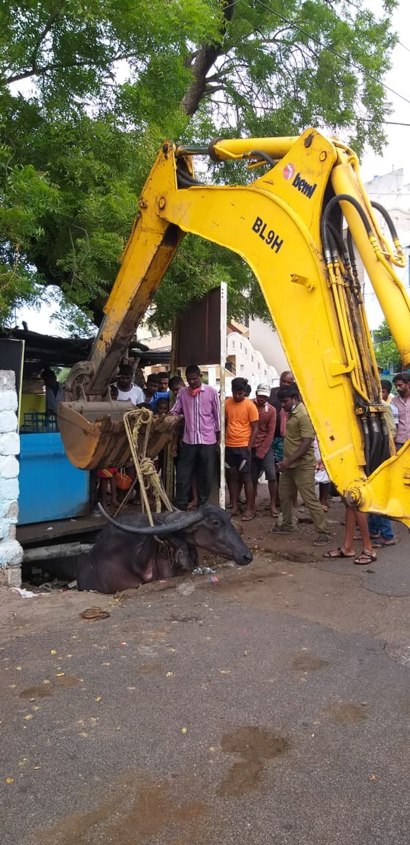 ಎಮ್ಮೆಯನ್ನ ಹೊರ ತೆಗೆಯಲು ಹೋರಾಟ ನಡೆಸಿದ್ದ ಸ್ಥಳೀಯರು