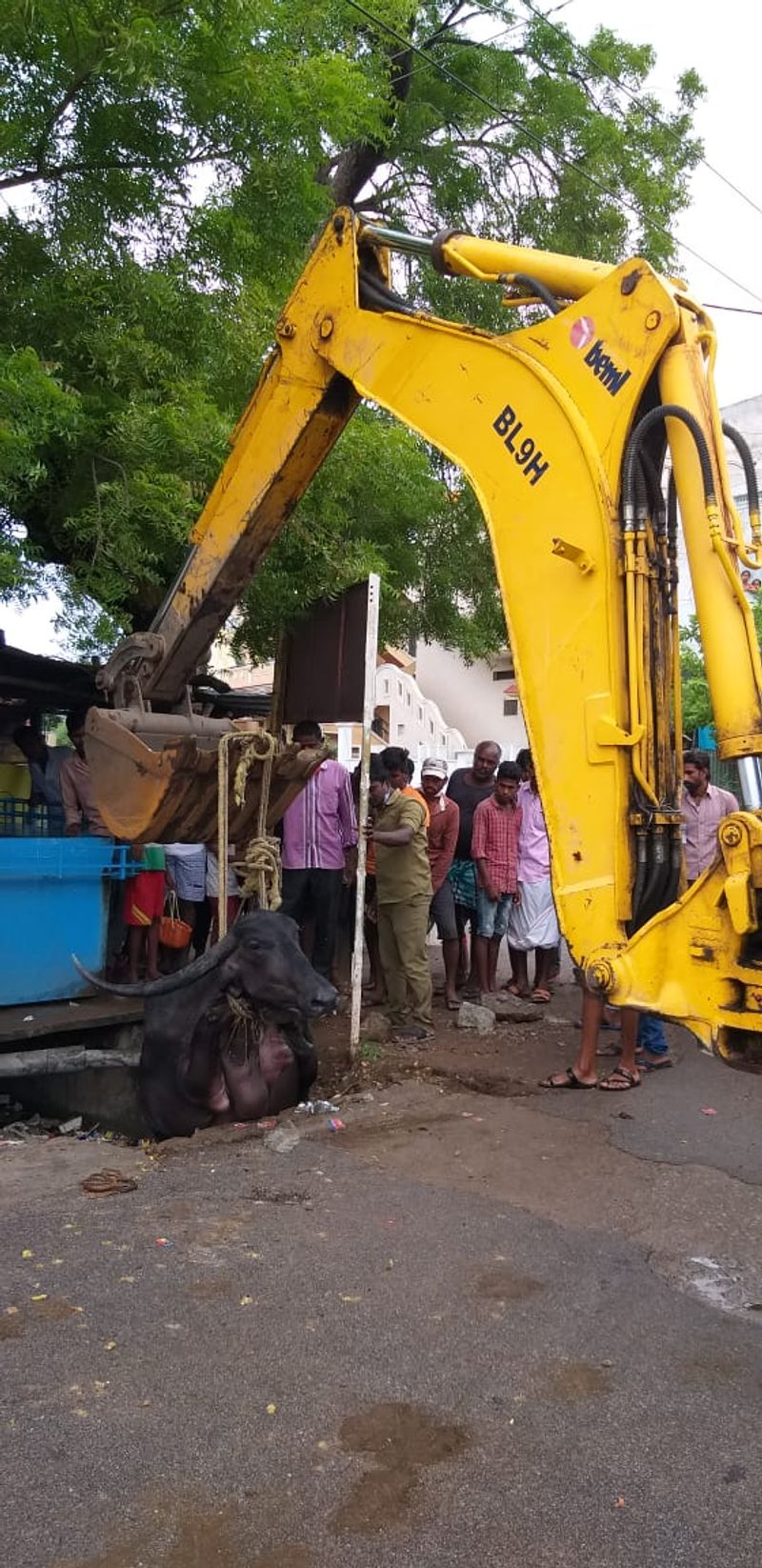 ಜೆಸಿಬಿ ಮೂಲಕ ಹಗ್ಗ ಕಟ್ಟಿ ಎಮ್ಮಿಯನ್ನು ಹೊರ ತೆಗೆದು ರಕ್ಷಣೆ