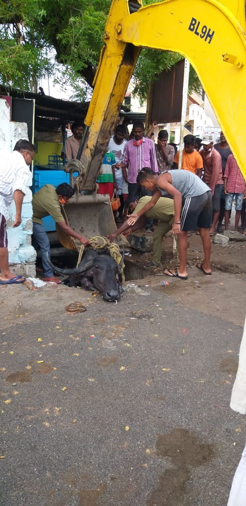 ರಕ್ಷಣೆಯ ಬಳಿಕ ಮನೆಯತ್ತ ಹೆಜ್ಜೆ ಹಾಕಿದ ಎಮ್ಮೆ