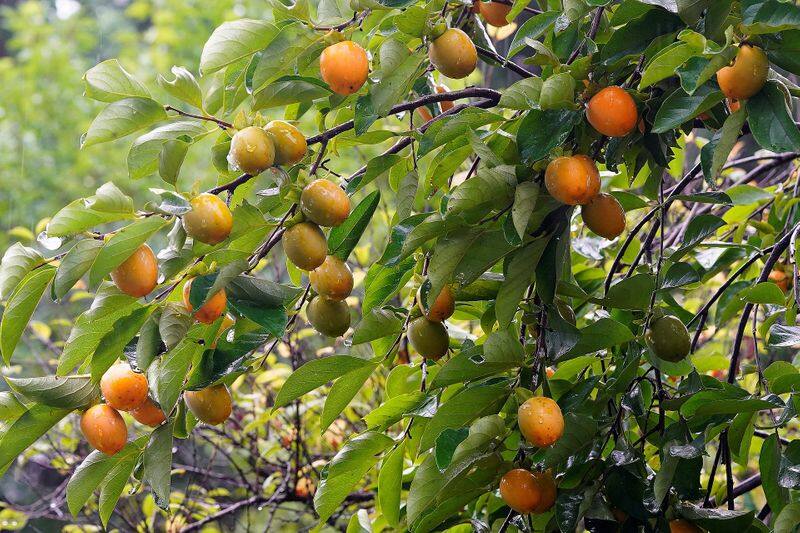 how to grow persimmon