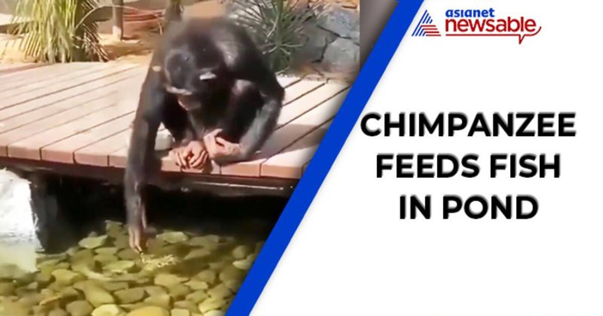 Watch: Chimpanzee feeds fish in pond; netizens love video