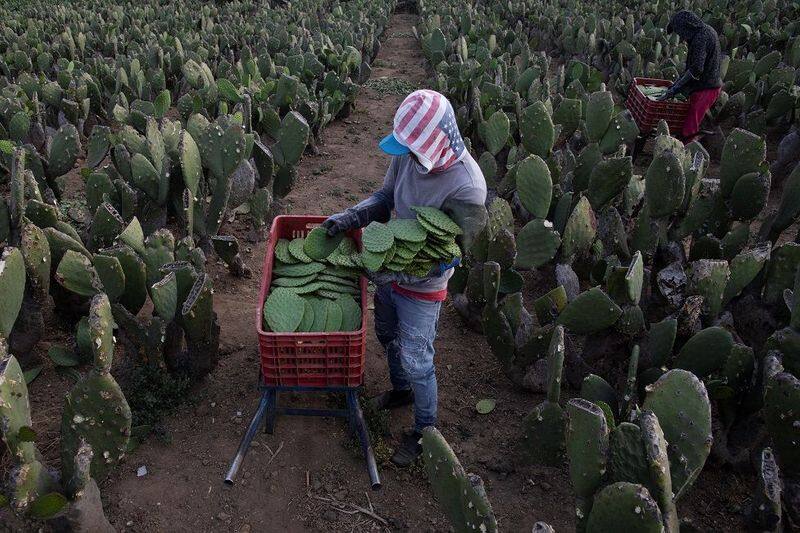 the green gold of mexican deserts, bio-fuel, chips Nopal