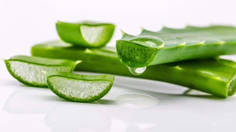 is aloe vera poisonous to pets