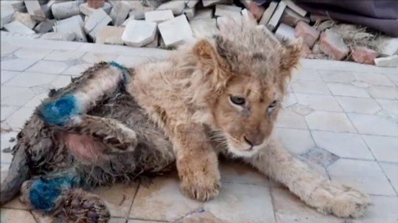 evil photographer breaks the legs of a lion cub