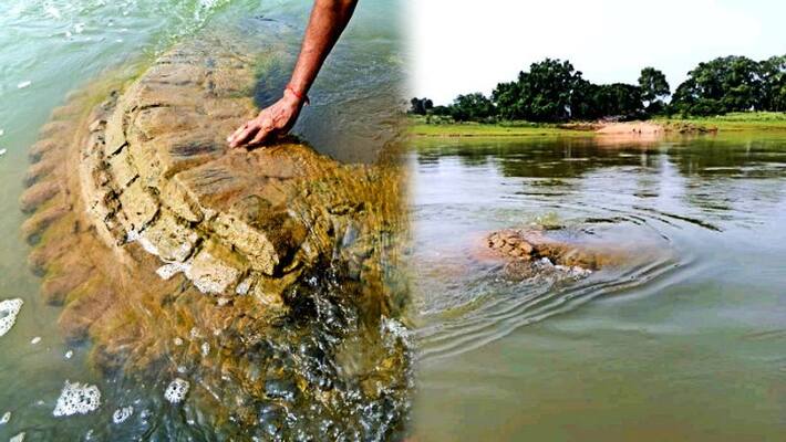 500-year-old submerged temple resurfaces in Mahanadi in Odisha 500-year-old submerged temple resurfaces in Mahanadi in Odisha