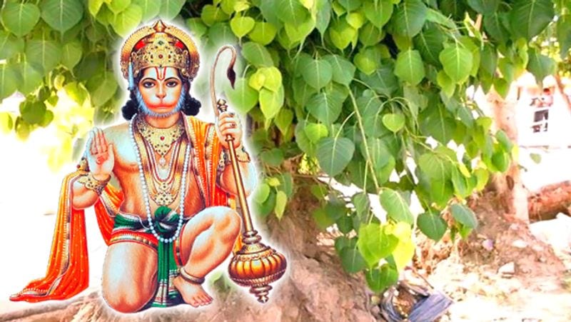 5. कलयुग में हनुमानजी शीघ्र प्रसन्न होने वाले देवता माने गए हैं। यदि पीपल के नीचे बैठकर हनुमान चालीसा का पाठ किया जाए तो यह उपाय शुभ फल प्रदान करने वाला है।
