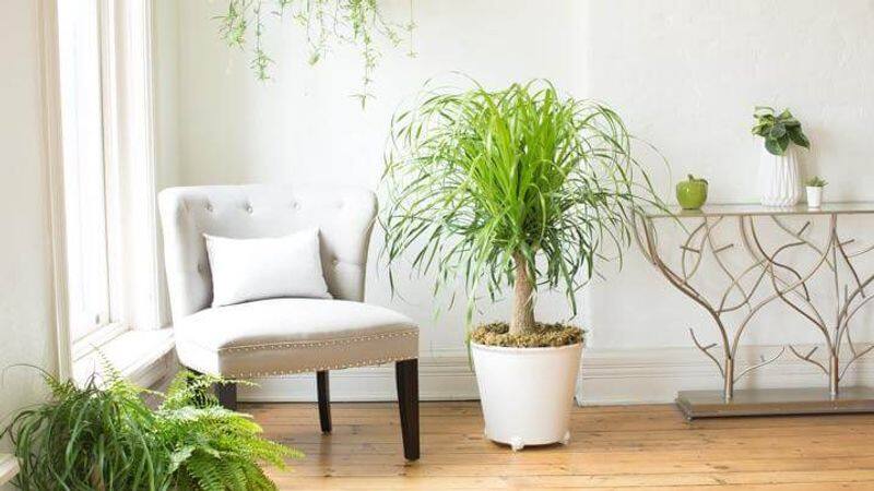 how to grow Ponytail Palm Tree in our home