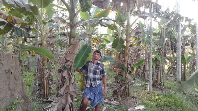 success story of farmer sidhik from nilambur