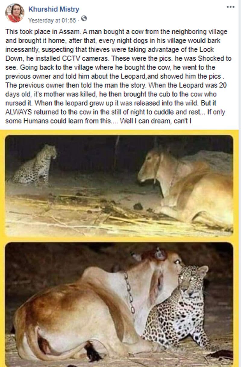 सच्चाई जानने के लिए उसने सीसीटीवी कैमरे लगवा दिए, वह इन तस्वीरों को देख कर चौंक गया, इसके बाद उसने जिससे गाय खरीदी थी उसके पास गया, तो उसने बताया कि यह तेंदुआ 20 दिन का था जब इसकी मां को मार दिया गया था, वह इसे गाय के पास ले आया जिसने इसे ममता दिखाई और पाला। जब तेंदुआ बड़ा हो गया तो उसे जंगल में छोड़ दिया गया, लेकिन यह तेंदुआ हर रात गाय से मिलने आता है ताकि उसका दुलार पा सके।”