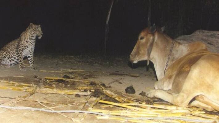 cow injures after eating explosive stuffed grass in chittoor district cow injures after eating explosive stuffed grass in chittoor district