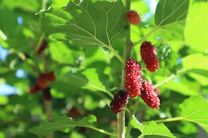 how to grow varieties of Mulberry