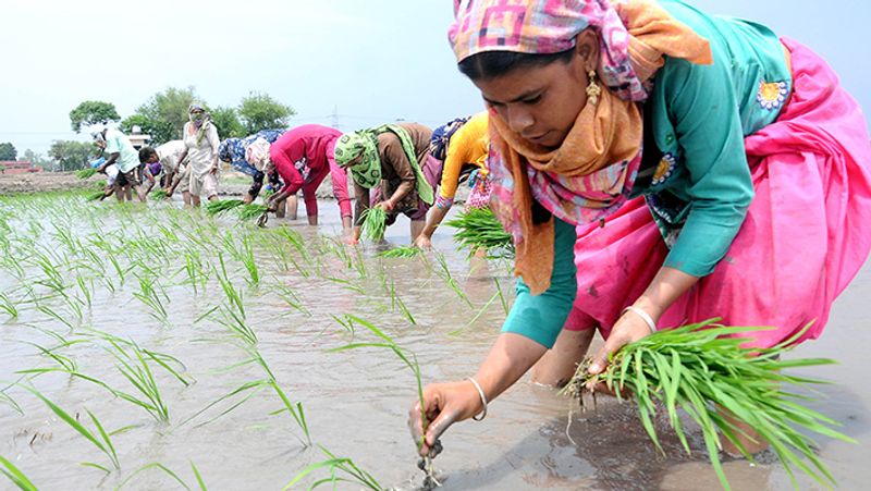 कोरोना संक्रमण के बीच किसान खेतों में मेहनत करते देखे जा सकते हैं।