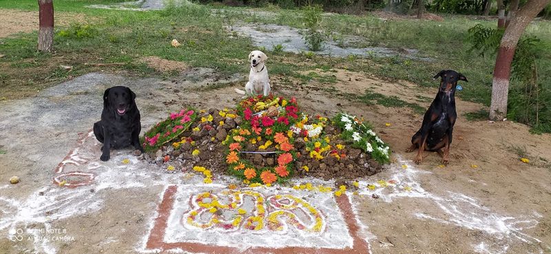 ಈ ವೇಳೆ ಅಗಲಿದ ಸಹೋದ್ಯೋಗಿ ಶ್ವಾನಕ್ಕೆ ಕಂಬನಿ ಮಿಡಿದ ಇತರೆ ಶ್ವಾನಗಳು