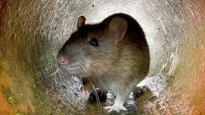 Rats empty 12 wine bottles in Tamil Nadu liquor store - bsb Rats empty 12 wine bottles in Tamil Nadu liquor store - bsb