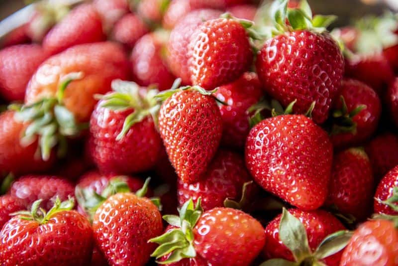strawberry cultivation without soil