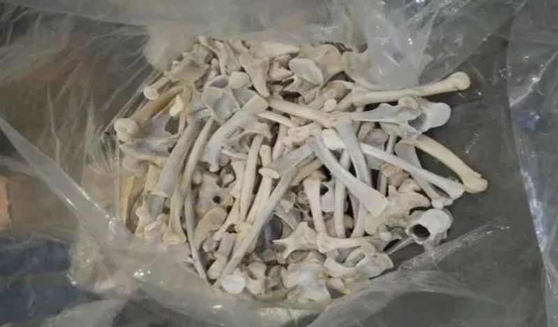 साउथ अफ्रीका के 333 फार्म्स में सिर्फ चीन को हड्डियां सप्लाई करने के लिए हजारों शेरों की ब्रीडिंग करवाई जाती है। फिर उन्हें शिकारियों से गोली मरवाकर उनकी हड्डियां बेची जाती है। 