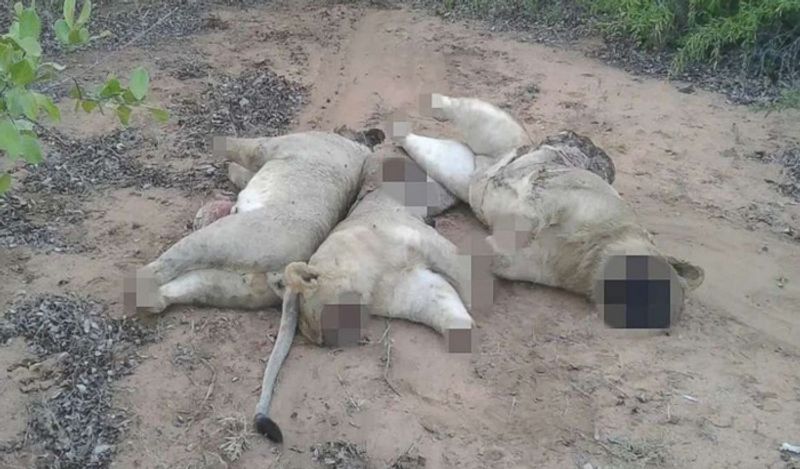 लॉर्ड अश्क्रोफ्ट ने बताया कि गंदगी और खराब मैनेजमेंट के बीच इन हड्डियों से कई तरह की बीमारियां इंसानों में फ़ैल सकती है। एक ही पिंजरे में कई शेर रखे जाते हैं। मौत के बाद कुछ शेर अपने ही साथ ही हड्डियां खा जाते हैं, जिससे उन्हें कई तरह की बीमारियां भी हो जाती है। 