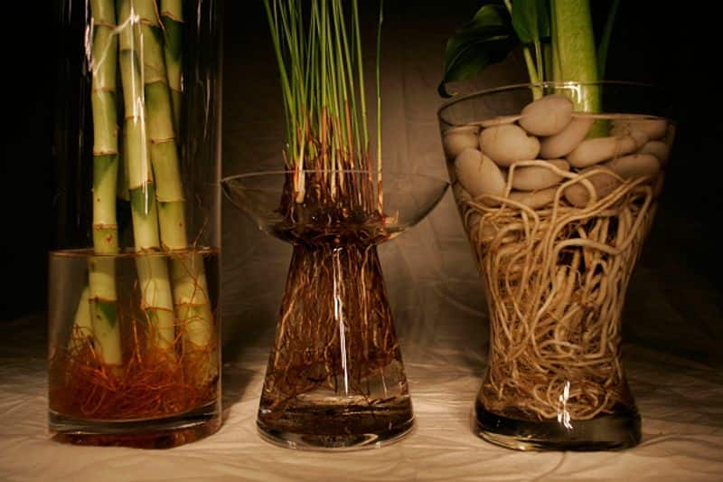 how to grow lucky bamboo