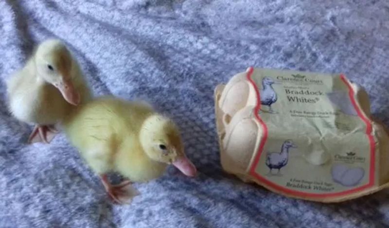 अभी लॉकडाउन में चार्ली वर्क फ्रॉम कर रही हैं। उन्होंने हाल ही में मार्केट से एक दर्जन अंडे लाए। ये अंडे बत्तख के थे। 