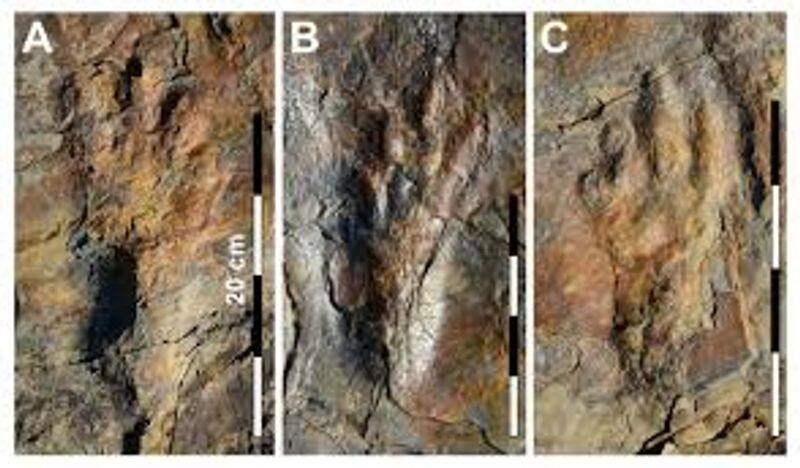 crocodile running like ostrich in two legs, proof of such existence unearthed by paleontologists in Korea