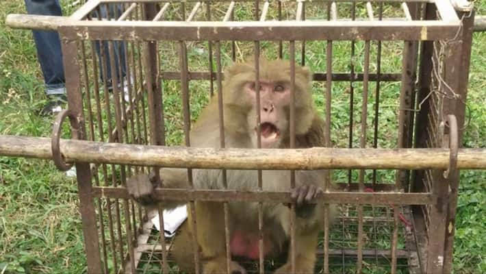 alcoholic monkey was given life imprisonment he committed this crime kpl alcoholic monkey was given life imprisonment he committed this crime kpl