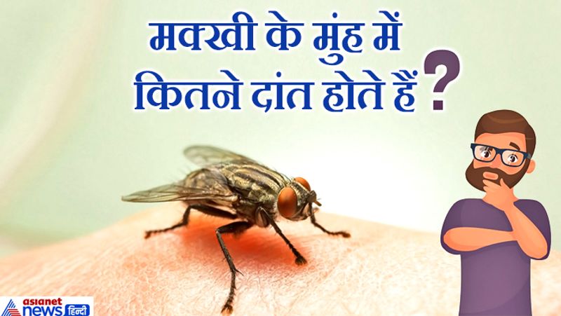 <p><strong>जवाब: </strong>मक्खी के मुंह में कोई दांत नहीं होता वो पतली सी तिनके जैसी जीभ से खाने को चूस लेती है। </p>