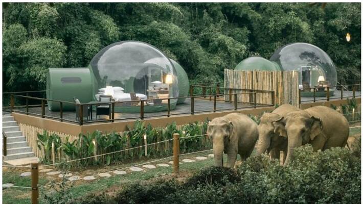 The jungle bubble resort of Thailand The jungle bubble resort of Thailand