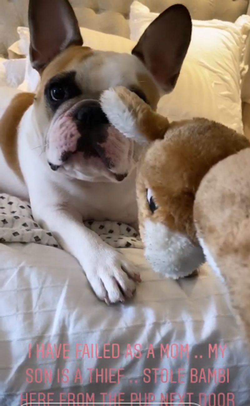 She took to her Instagram stories and said, "I have failed as a mom... My son is a thief... Stole Bambi here from the pup next door."