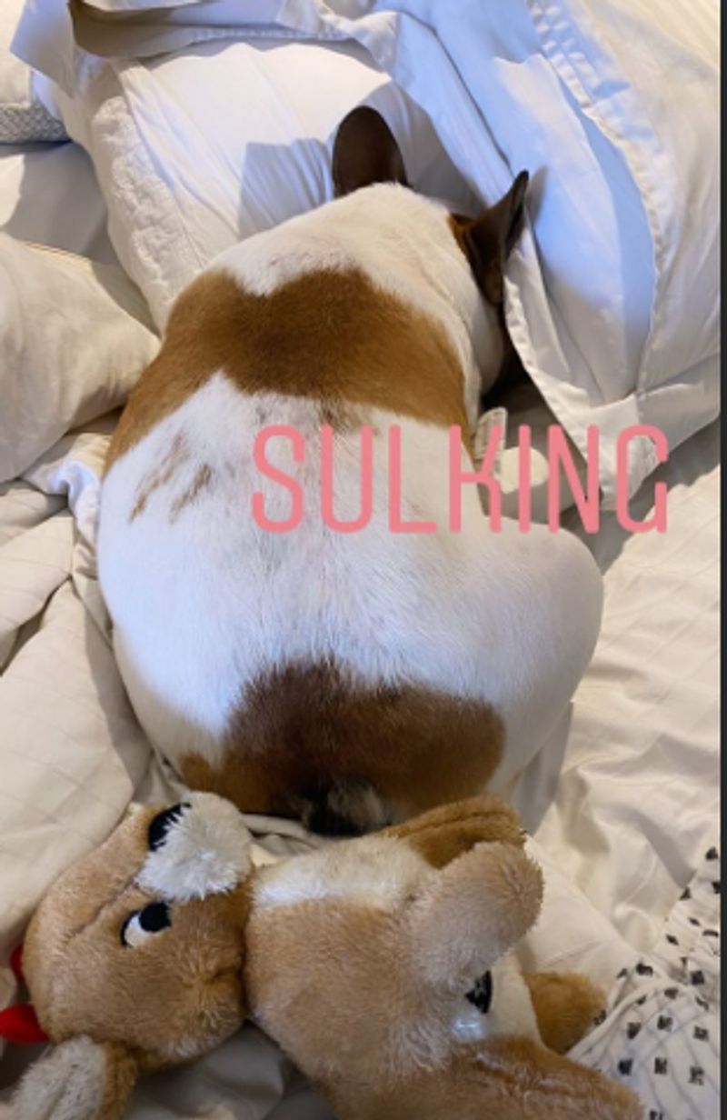 She then shared another picture of Hash, hiding in the pillows and wrote sulking