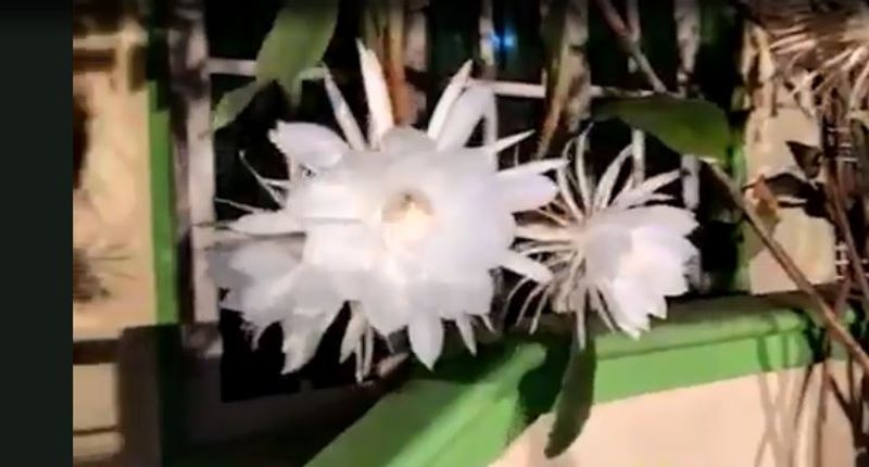 Beautiful flower Bramha Kamala has health benefits too