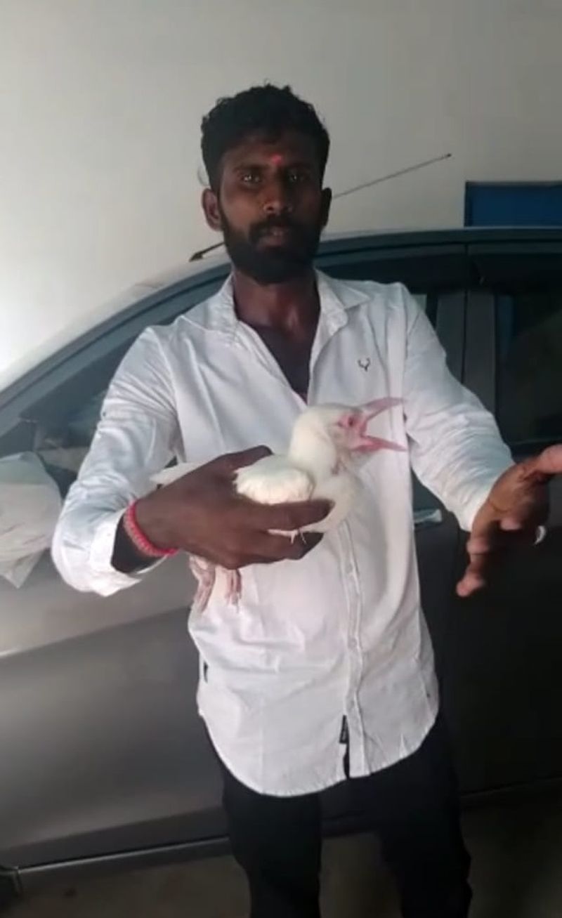 ಕೊಪ್ಪಳ ಜಿಲ್ಲೆ ಕಾರಟಗಿ ತಾಲೂಕಿನ ಬಸವಣ್ಣ ಕ್ಯಾಂಪ್ನ ಜಮೀನಿನಲ್ಲಿ ಕಂಡ ಅಪರೂಪದ ಬಿಳಿ ಕಾಗೆ ಮರಿ