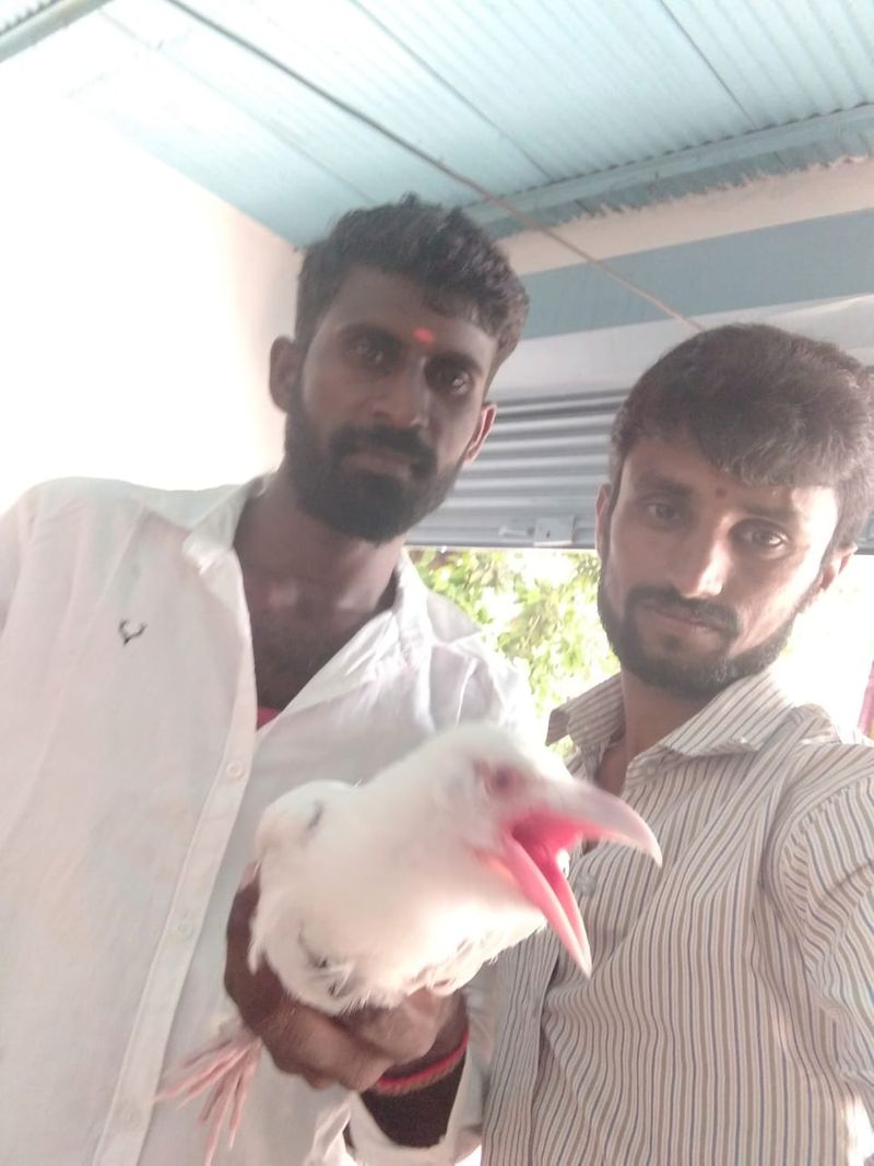 ಸುದ್ದಿ ತಿಳಿಯುತ್ತಿದ್ದಂತೆ ಬಿಳಿ ಕಾಗೆ ಮರಿಯ ನೋಡಲು ಮುಗಿಬಿದ್ದ ನೆರೆಹೊರೆಯವರು