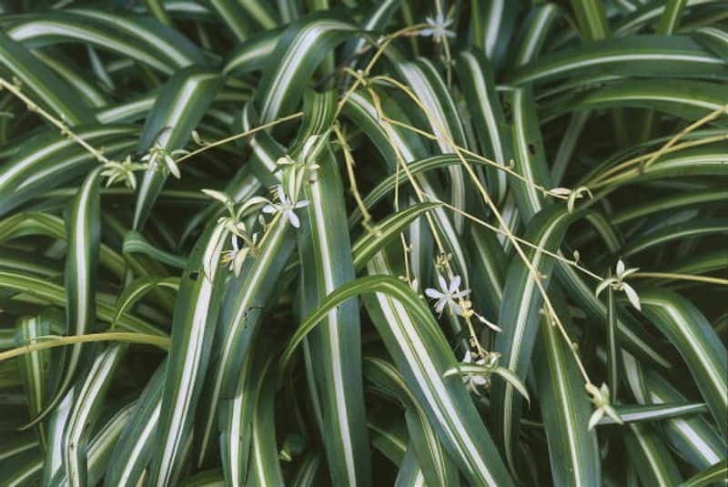 how to grow and care spider plant