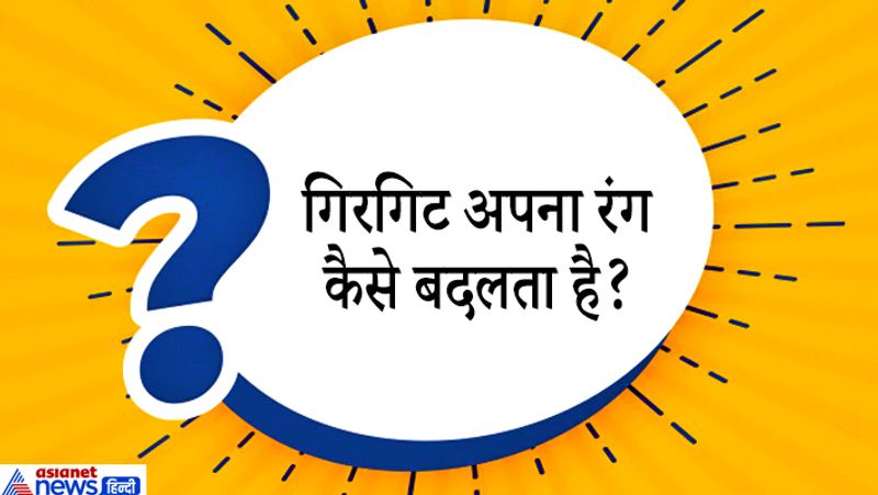 सवाल: गिरगिट अपना रंग कैसे बदलता है?
जवाब: गिरगिट की यह खूबी है कि अपने शत्रु को भांपते ही वह अपना रंग बदल लेता है, जिससे वे अपने दुश्मन की आंखों में धूल झोंकने में कामयाब हो। जिनेवा यूनिवर्सिटी के जीव वैज्ञानिकों के मुताबिक, गिरगिट के रंग बदलने के पिछे इसके पीछे शारीरिक प्रक्रिया है। गिरगिट माहौल के हिसाब से रंग बदल लेता है। क्योंकि उसकी त्वचा में फोटोनिक क्रिस्टल नामक एक परत होती है। यही परत प्रकाश के परावर्तन को प्रभावित करती है और गिरगिट का बदला हुआ रंग दिखाई पड़ता है