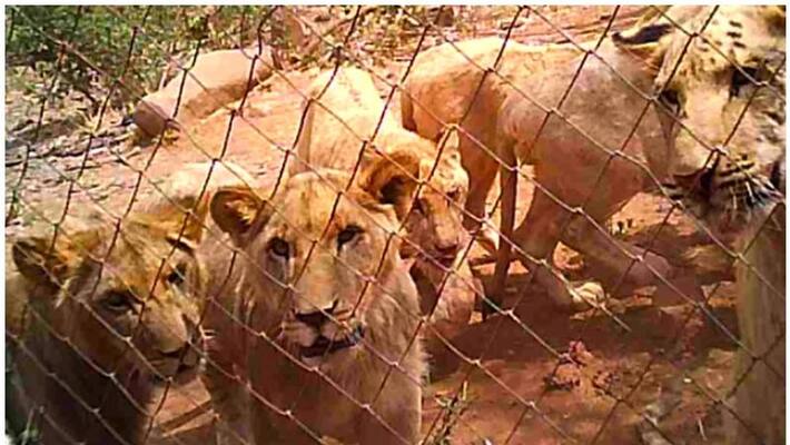 Lions killed by the tourist hunters Lions killed by the tourist hunters