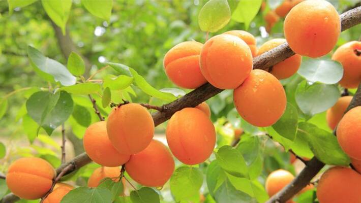 how to grow apricot tree how to grow apricot tree