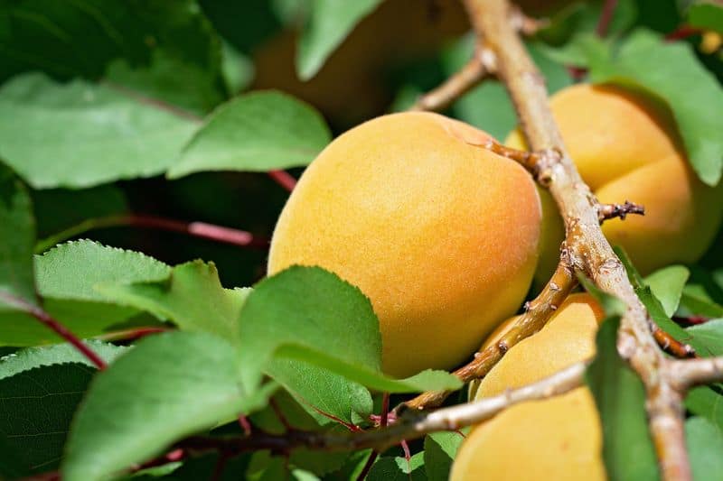 how to grow apricot tree