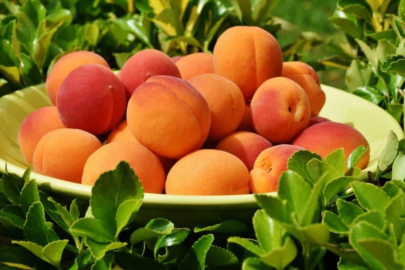 how to grow apricot tree