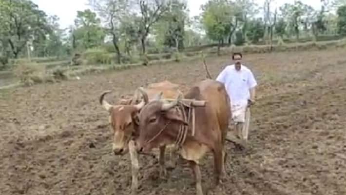 chhattisgarh news good picture Mahasamund BJP MP Chunnilal Sahu Arrived farming kpr chhattisgarh news good picture Mahasamund BJP MP Chunnilal Sahu Arrived farming kpr