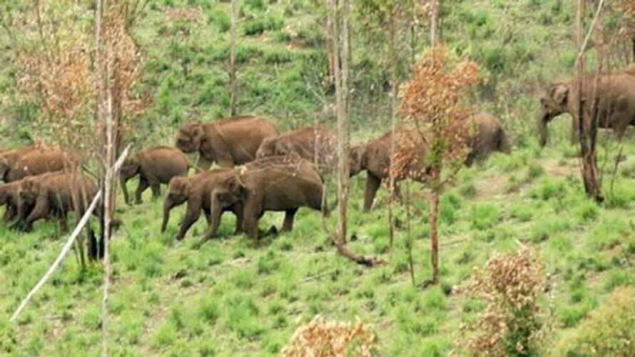 Idamalayar UP school attacked by wild elephants Idamalayar UP school attacked by wild elephants
