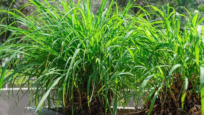 how to grow Lemongrass Plant as indoor plant how to grow Lemongrass Plant as indoor plant