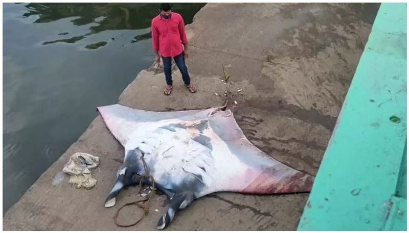 Fishermen capture 3 tonne stingray in Andhra Pradesh